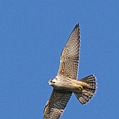 Peregrine Falcon  "Falco peregrinus"